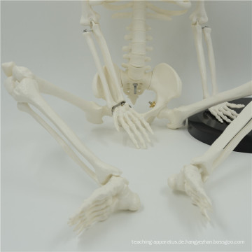 Heißer Verkauf Mini-Kunststoff-Skelette